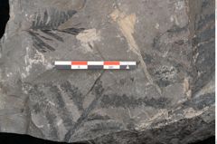 Foto (Detailansicht) von Sigillaria sp.  (NHMW-GEO-2024-0188-11243)